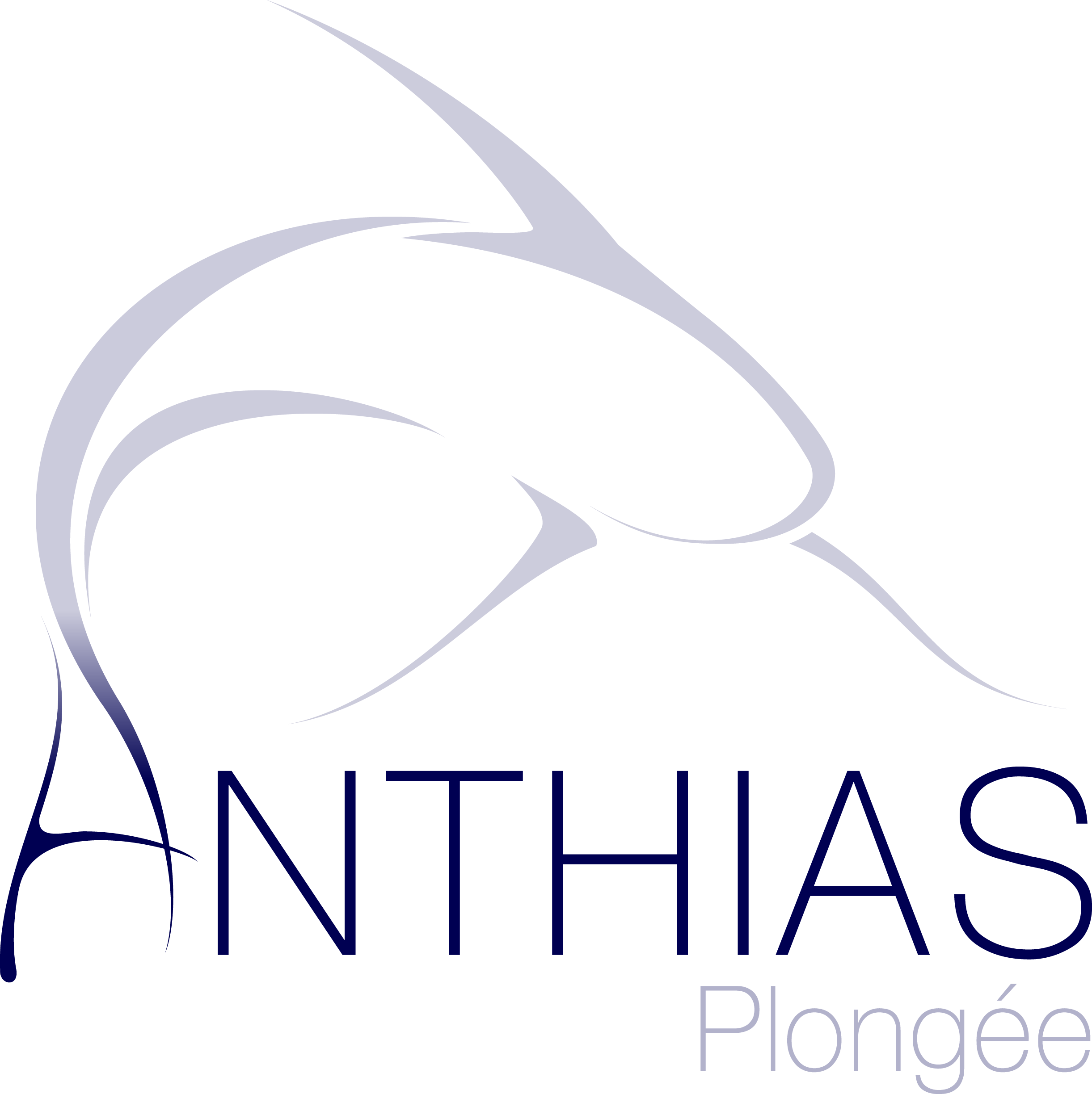 Anthias Plongée